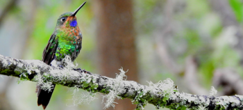 Relatos de Colibríes