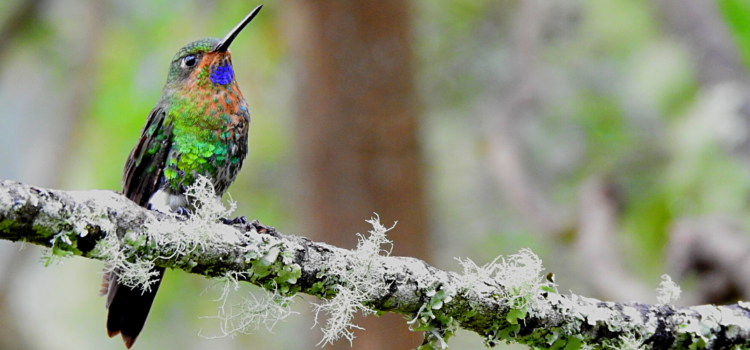 Raíces Profundas Turismo Ecológico y Cultural. Relatos de Colibríes. Glowing Puffleg (Eriocnemis vestita)