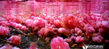 Caño Cristales – Acuarelas de la Sierra de la Macarena.