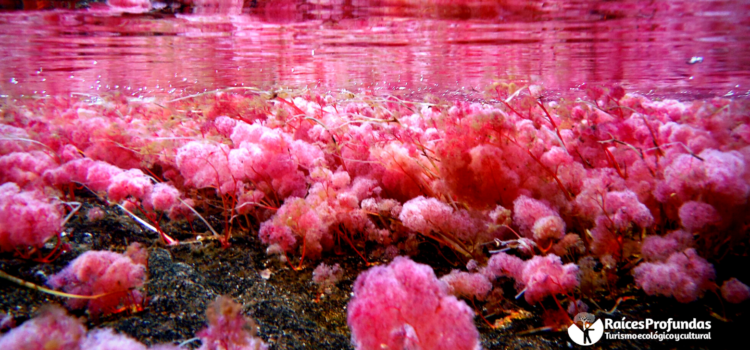 Raíces Profundas Turismo Ecológico y Cultural. Excursión Caño Cristales - Acuarelas de la Sierra de la Macarena. (Macarenia clavigera)