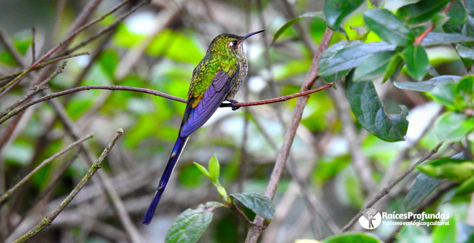 Raíces Profundas Turismo Ecológico y Cultural. Relatos de Colibríes. Black-tailed Trainbearer (Lesbia victoriae)