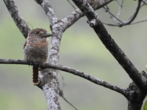 Barred Puffbird (Nystalus radiatus) Raíces Profundas Turismo Ecológico y Cultural.