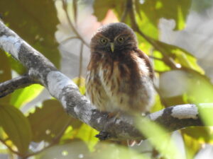 Andean Pygmy-Owl (Glaucidium jardinii) Raíces Profundas Turismo Ecológico y Cultural.