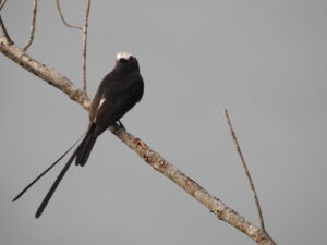 Long-tailed Tyrant (Colonia colonus) Raíces Profundas Turismo Ecológico y Cultural.