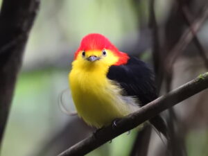 Wire-tailed Manakin (Pipra filicauda) Raíces Profundas Turismo Ecológico y Cultural.