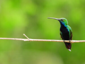 Black-throated Mango (Anthracotorax nigricollis) Raíces Profundas Turismo Ecológico y Cultural.