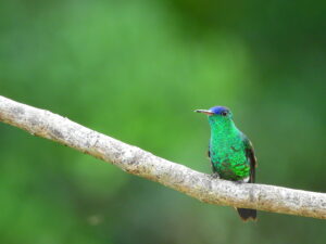 Indigo-capped Hummingbird (Saucerottia cyanifrons) Raíces Profundas Turismo Ecológico y Cultural.