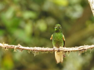 Buff-tailed Coronet (Boissonneaua flavescens) Raíces Profundas Turismo Ecológico y Cultural.