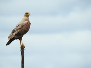 Savanna Hawk (Buteogallus meridionalis) Raíces Profundas Turismo Ecológico y Cultural.