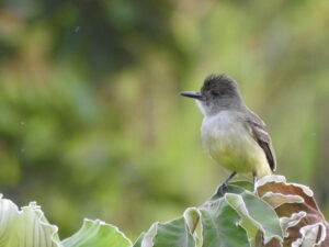 Apical Flycatcher (Myiarchus apicalis) Raíces Profundas Turismo Ecológico y Cultural.