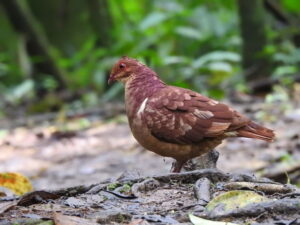 Ruddy Quail-Dove (Geotrygon montana) Raíces Profundas Turismo Ecológico y Cultural.