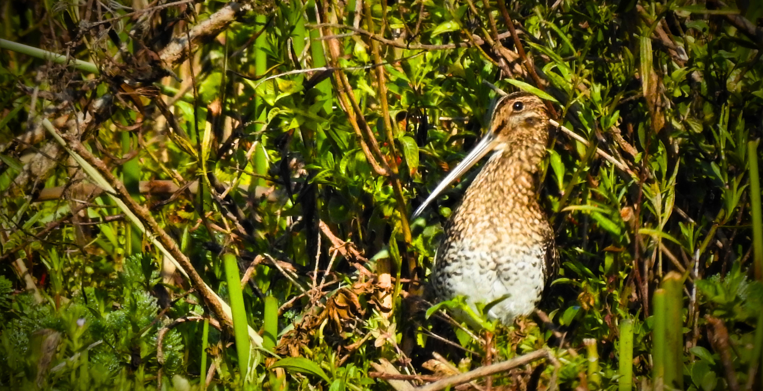 Raíces Profundas Turismo Ecológico y Cultural. The Florida wetland and its birds – El humedal de La Florida y sus aves. Noble Snipe (Gallinago nobilis)