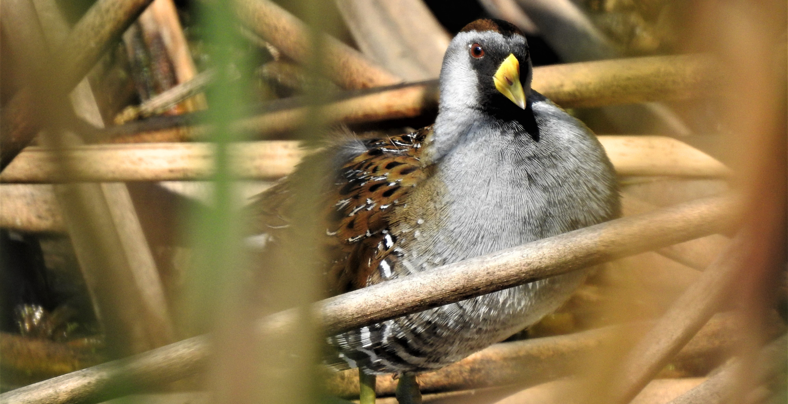 Raíces Profundas TurisRaíces Profundas Turismo Ecológico y Cultural. The Florida wetland and its birds – El humedal de La Florida y sus aves. Sora (Porzana carolina)