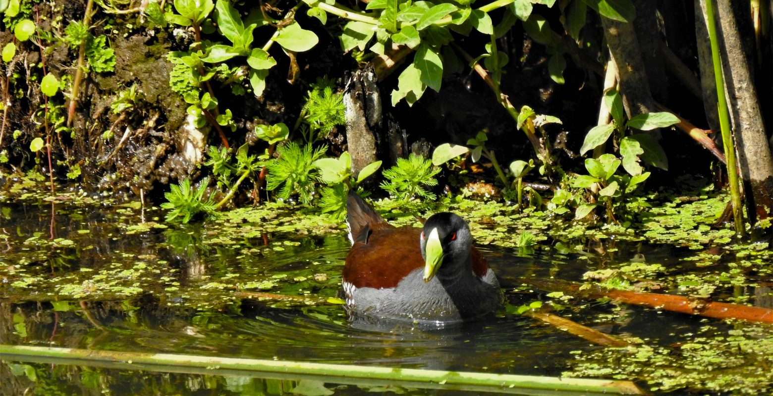 Raíces Profundas Turismo Ecológico y Cultural. The Florida wetland and its birds – El humedal de La Florida y sus aves. Spot-flanked Gallinule (Porphyriops melanops)