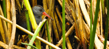 The Florida wetland and its birds