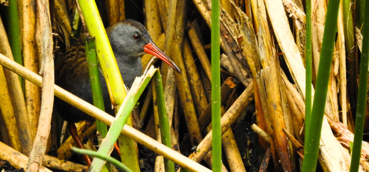 Raíces Profundas Turismo Ecológico y Cultural. The Florida wetland and its birds – El humedal de La Florida y sus aves. Bogota Rail (Rallus semiplumbeus)