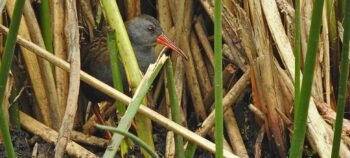 La Florida Wetland Birdwatching