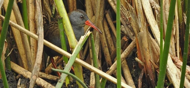 Bogota Rail (Rallus semiplumbeus) among wetland vegetation at La Florida Wetland near Bogotá, Colombia.