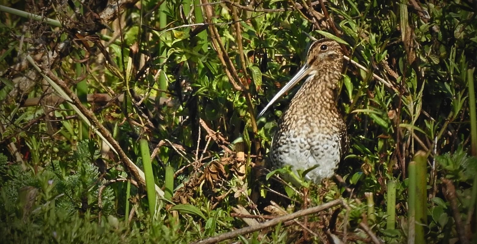 Noble Snipe (Gallinago nobilis) camouflaged among wetland vegetation at La Florida Wetland near Bogotá, Colombia.