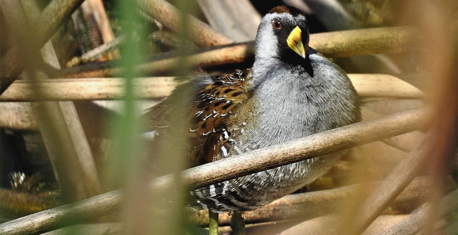 Sora (Porzana carolina) hidden among cattails at La Florida Wetland near Bogotá, Colombia.