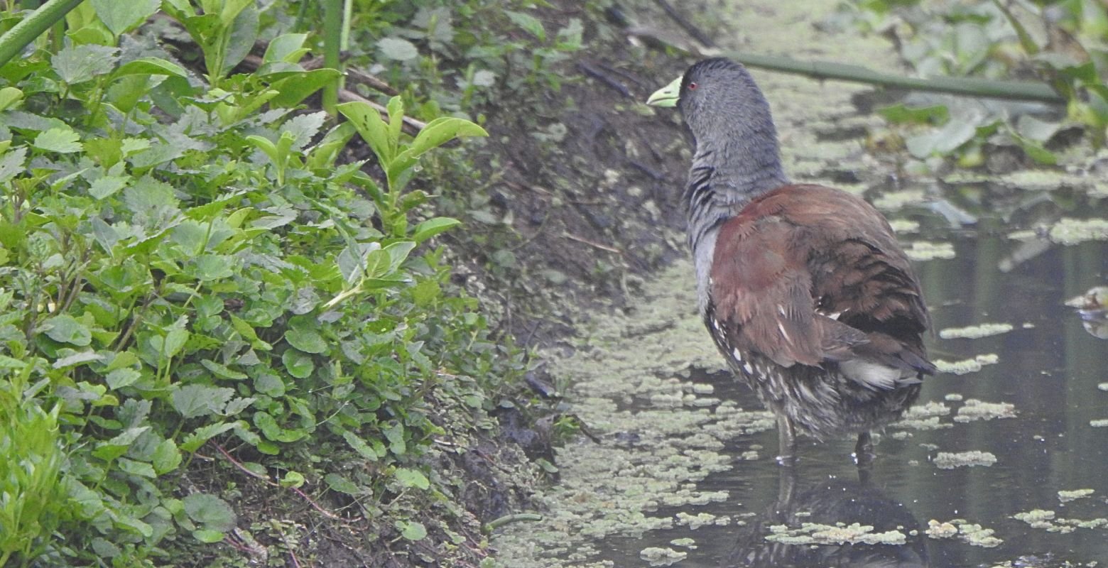 Spot-flanked Gallinule (Porphyriops melanops) walking through shallow waters at La Florida Wetland near Bogotá, Colombia.