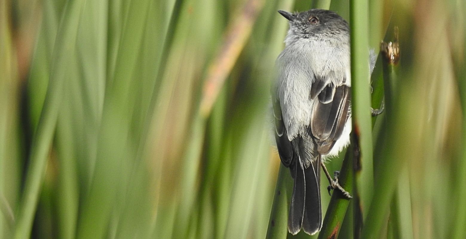 Torrent Tyrannulet (Serpophaga cinerea) perched near wetland waters at La Florida Wetland near Bogotá, Colombia.