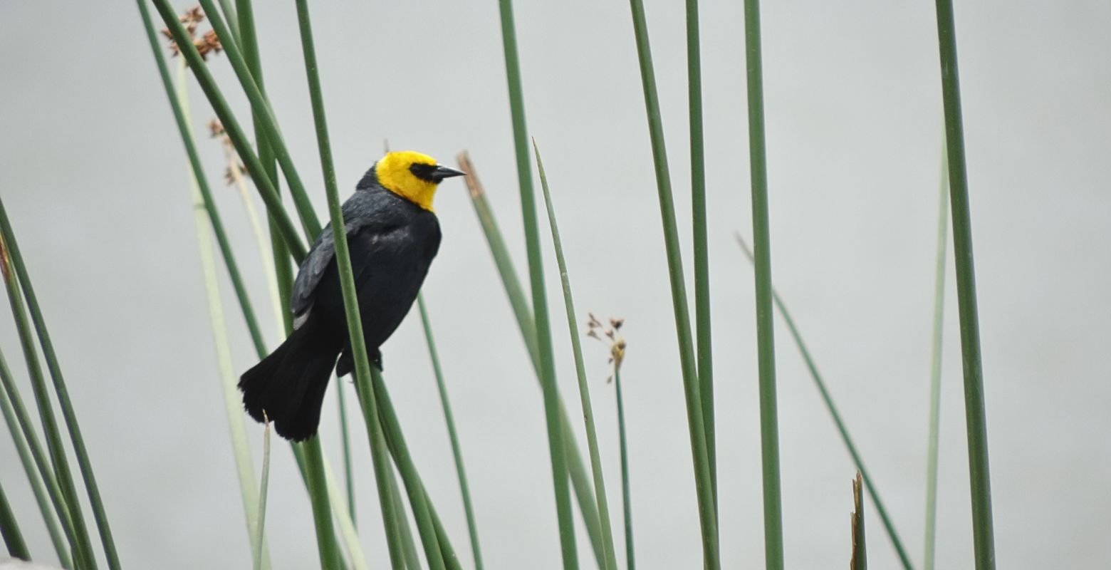 Yellow-hooded Blackbird (Chrysomus icterocephalus) perched among reeds at La Florida Wetland near Bogotá, Colombia.