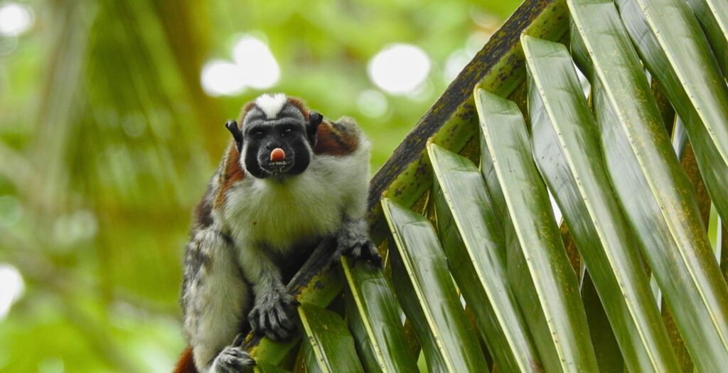 Raíces Profundas Turismo Ecológico y Cultural. Excursión El Viaje de la Tortuga Caná. Mono Tití. (Oedipornidas geoffrogy)