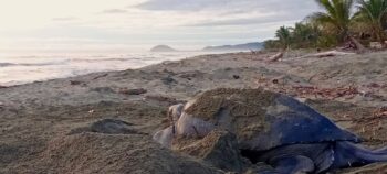 El Viaje de la Tortuga Caná