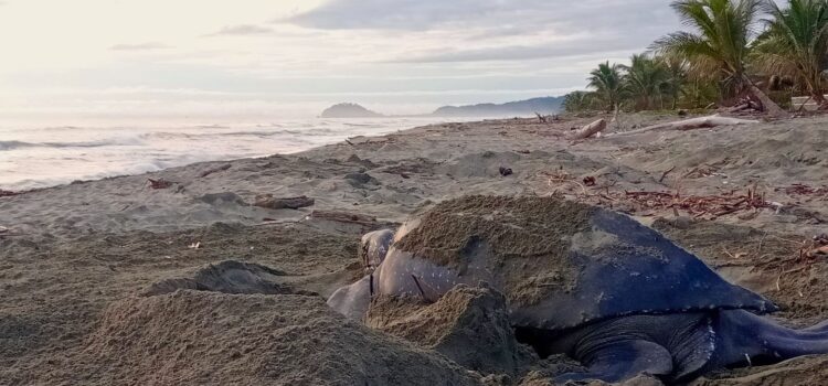 Raíces Profundas Turismo Ecológico y Cultural. Excursión El Viaje de la Tortuga Caná.