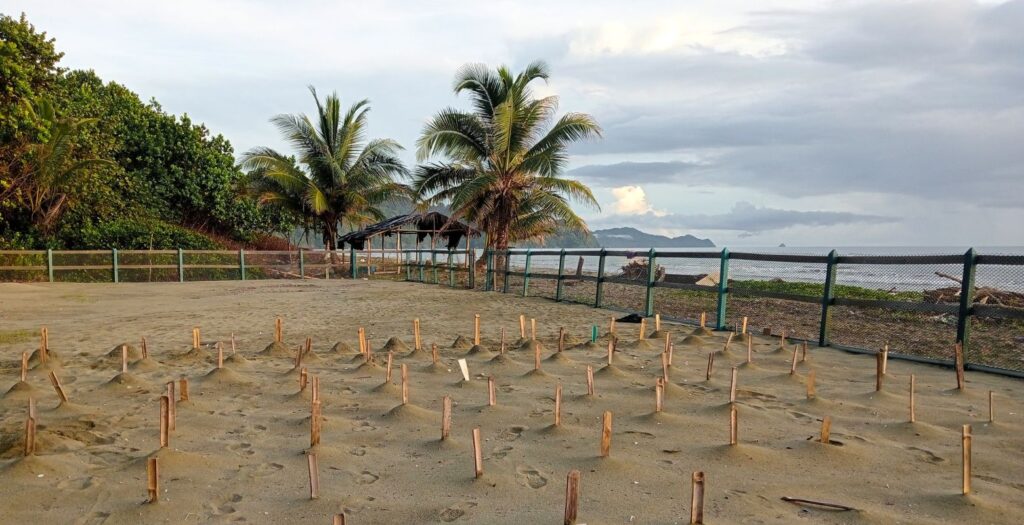 Raíces Profundas Turismo Ecológico y Cultural. Excursión El Viaje de la Tortuga Caná. Tortugario.