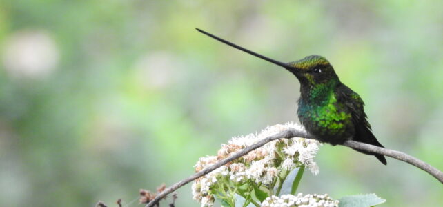 Raíces Profundas Turismo Ecológico y Cultural. Birding/Observación de Aves. Sword-billed Hummingbird. (Ensifera ensifera)