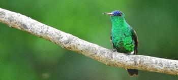 Birds and Songs of the Tabacal Lagoon