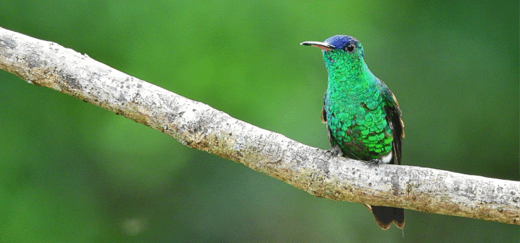 Raíces Profundas Turismo Ecológico y Cultural. Birding/Observación de Aves. Indigo-capped Hummingbird. (Saucerottia cyanifrons)