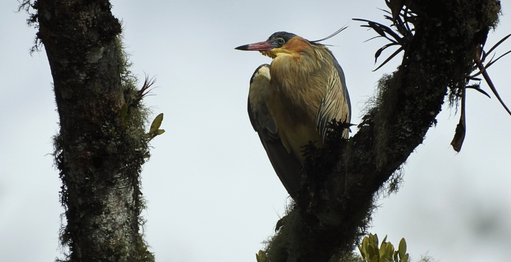 Raíces Profundas Turismo Ecológico y Cultural. Wings in Bosque Guajira. Whistling Heron (Syrigma sibilatrix)