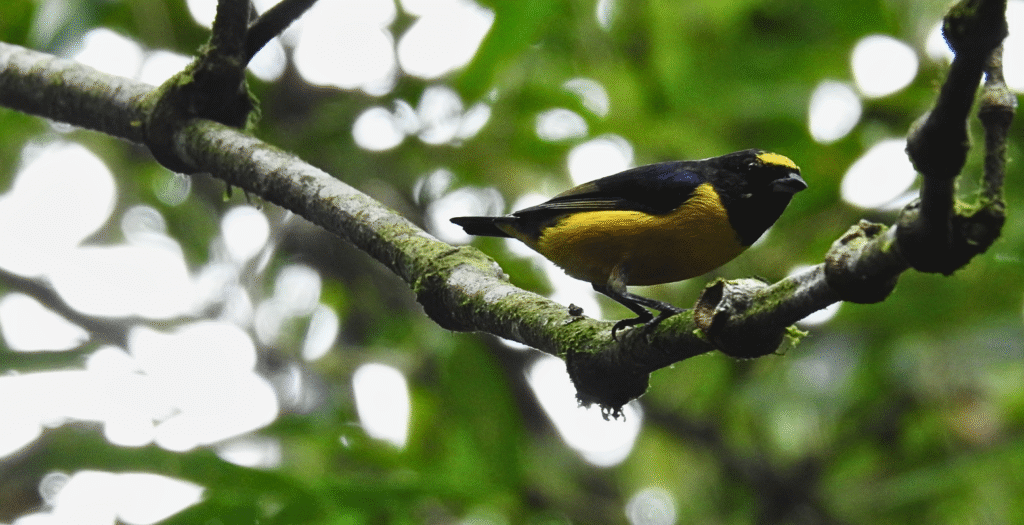 Raíces Profundas Turismo Ecológico y Cultural. Birding/Observación de Aves. Velvet-fronted Euphonia. (Euphonia concinna)