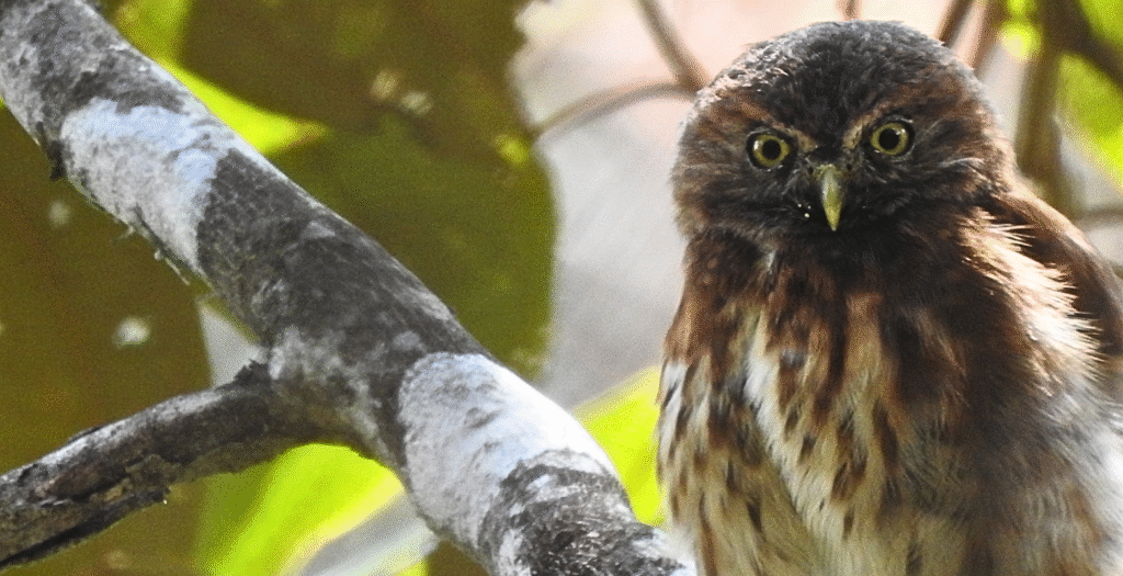Raíces Profundas Turismo Ecológico y Cultural. Wings in Bosque Guajira. Andean Pygmy-Owl (Glaucidium jardinii)