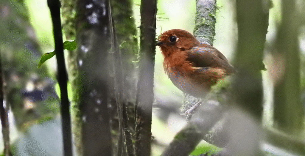 Raíces Profundas Turismo Ecológico y Cultural. Birding/Observación de Aves. Rusty-breasted Antpitta. (Grallaricula ferrugineipectus)