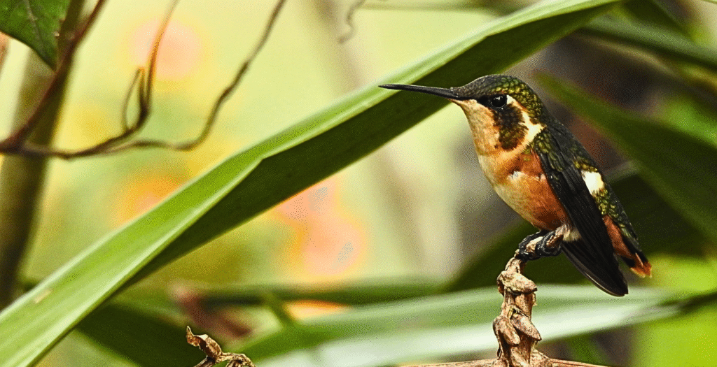 Raíces Profundas Turismo Ecológico y Cultural. Wings in Bosque Guajira. White-bellied Woodstar (Chaetocercus mulsant)