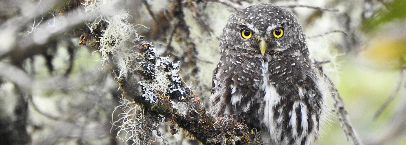Raíces Profundas Turismo Ecológico y Cultural. Birding/Observación de Aves. Andean Pygmy Owl. (Glaucidium jardinii)