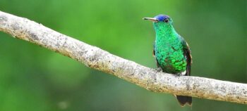 Tabacal Lagoon Birdwatching