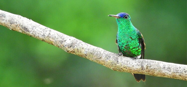 Indigo-capped Hummingbird in Cundinamarca – Birdwatching near Bogotá