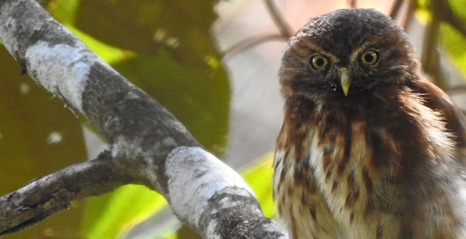 Andean Pygmy Owl (Glaucidium jardinii) perched in the Andean forest of Bosque Guajira Natural Reserve near Bogotá, Colombia.