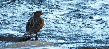 Birding in Bosque Guajira Natural Reserve