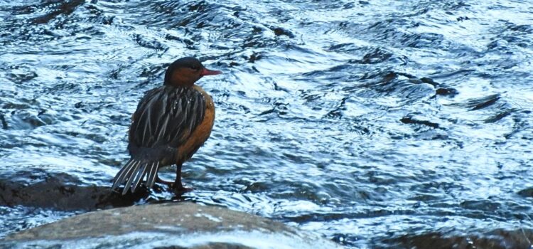 Birding in Bosque Guajira Natural Reserve Andean Torrent Duck standing on a rock in a river in Bosque Guajira, a birdwatching destination near Bogotá, Colombia