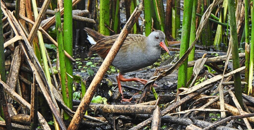 Bogota rail (Rallus semiplumbeus) walking among reeds in La Florida Wetland near Bogotá, highlighting wetland birdwatching Bogotá and biodiversity in Colombia