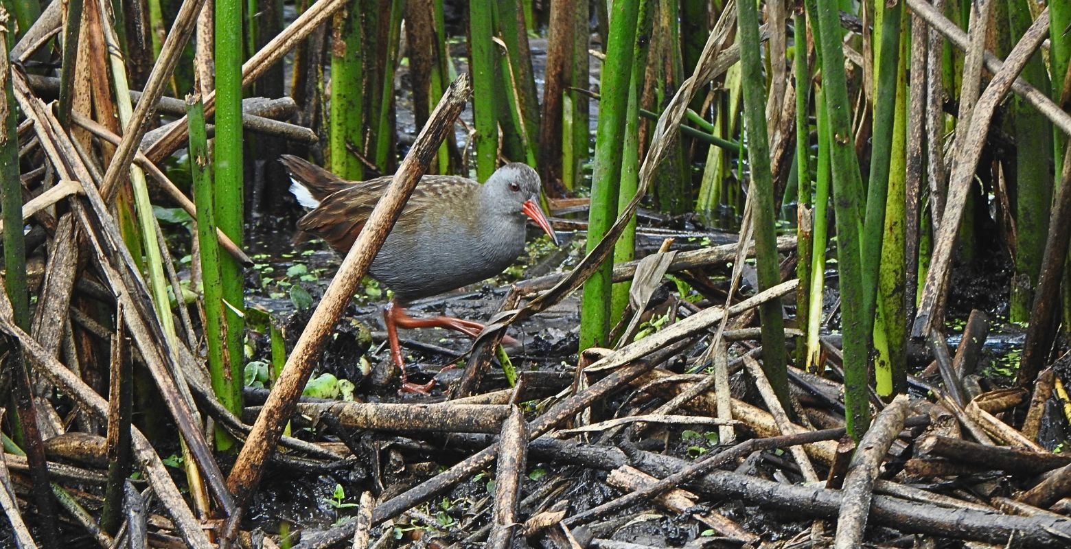 Bogotá Rail (Rallus semiplumbeus) foraging among reeds at La Florida Wetland.