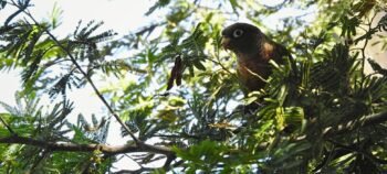 Birding in Bosque Guajira Natural Reserve