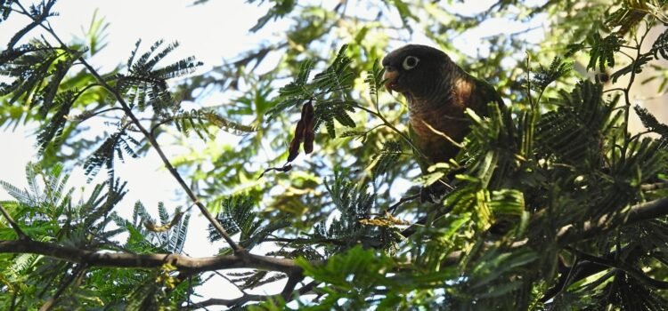 Brown-breasted Parakeet (Pyrrhura calliptera), a Colombian endemic parrot, perched in Bosque Guajira Natural Reserve near Bogotá.