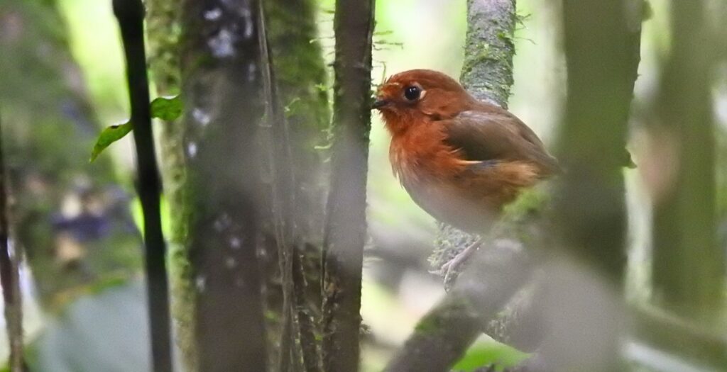 Rusty-breasted Antpitta (Grallaricula ferrugineipectus) perched among branches in cloud forest near Bogotá, representing cloud forest birding Colombia and Andean birdwatching
